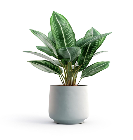 Accueil house plant.jpg