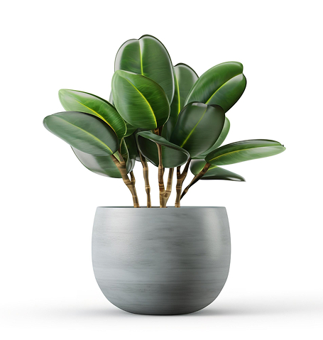 Accueil outdoor plant.jpg