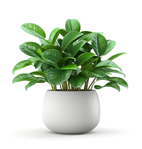 Accueil succulents.jpg
